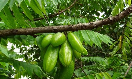 6 Bahan Pengganti Yang Bisa Di Pakai Untuk Sayur Garang Asem