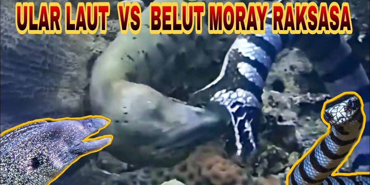 Perbedaan Belut Dan Ular: 5 Cara Mudah Mengenali Keduanya