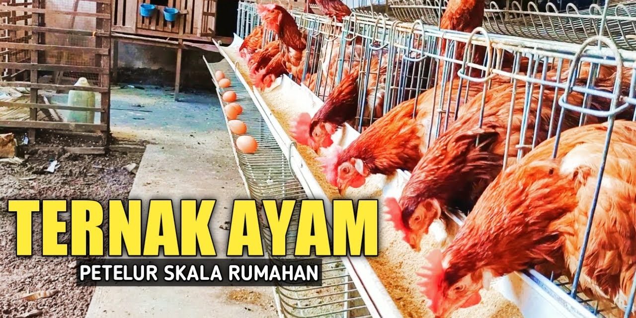 Contoh Kandang Ayam Petelur Skala Kecil Di Rumah Yang Praktis
