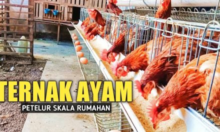 Contoh Kandang Ayam Petelur Skala Kecil Di Rumah Yang Praktis