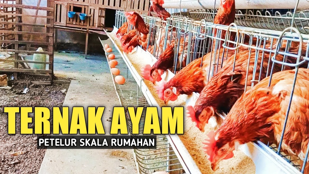 Contoh Kandang Ayam
