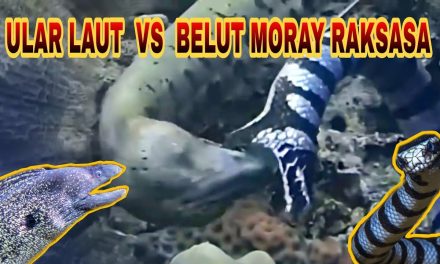 Perbedaan Belut Dan Ular: 5 Cara Mudah Mengenali Keduanya