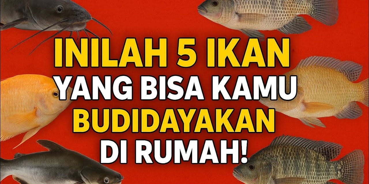 Ikan Air Tawar Cepat Panen Yang Laris Di Pasaran