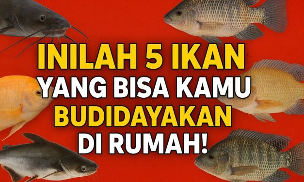 Ikan Air Tawar Cepat Panen Yang Laris Di Pasaran