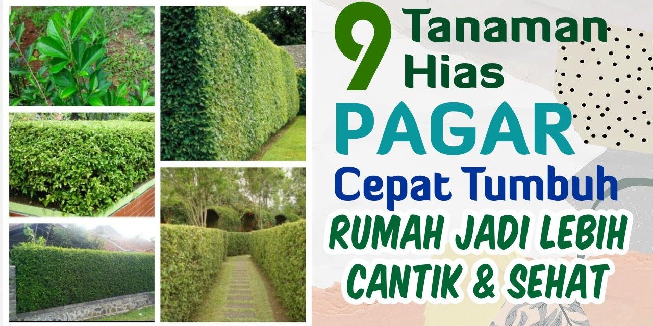 Bikin Rumah Lebih Hijau: Pohon Hias Untuk Ditanam Dekat Pagar