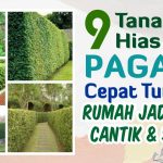 Bikin Rumah Lebih Hijau: Pohon Hias Untuk Ditanam Dekat Pagar