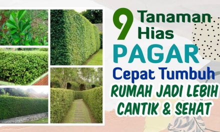 Bikin Rumah Lebih Hijau: Pohon Hias Untuk Ditanam Dekat Pagar