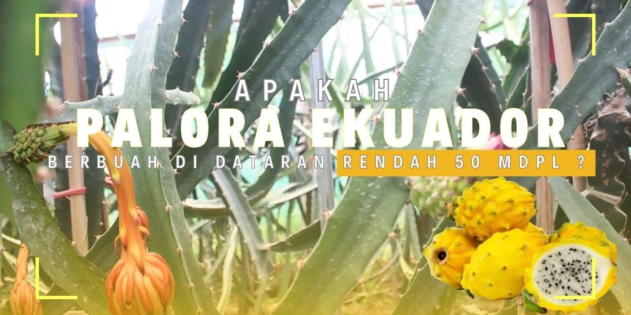 4 Varietas Buah Naga Cepat Panen Cocok Di Dataran Rendah