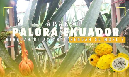 4 Varietas Buah Naga Cepat Panen Cocok Di Dataran Rendah