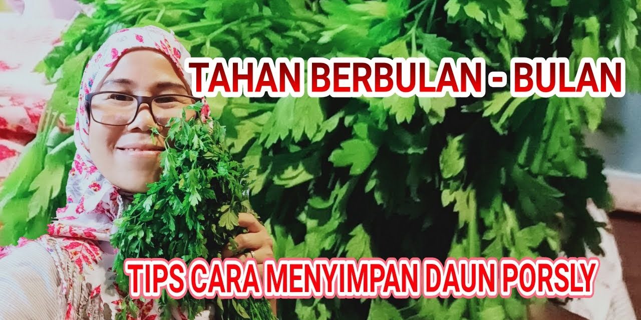 Cara Simpan Peterseli Agar Tetap Segar Dan Selama 2 Minggu