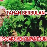 Cara Simpan Peterseli Agar Tetap Segar Dan Selama 2 Minggu