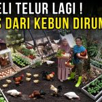 Konsep Kebun Sayuran Dan Ternak, Satu Lahan Banyak Hasilnya