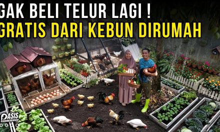 Konsep Kebun Sayuran Dan Ternak, Satu Lahan Banyak Hasilnya