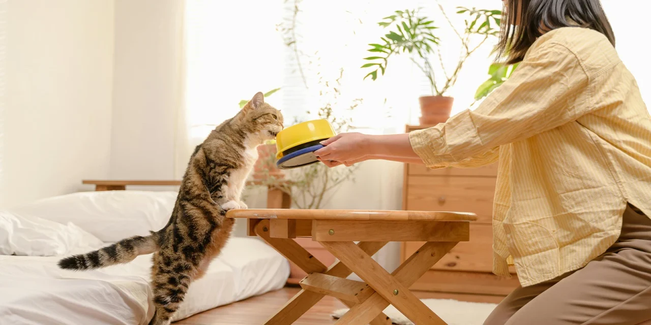 Rahasia Kucing Lebih Patuh Pada Pemiliknya