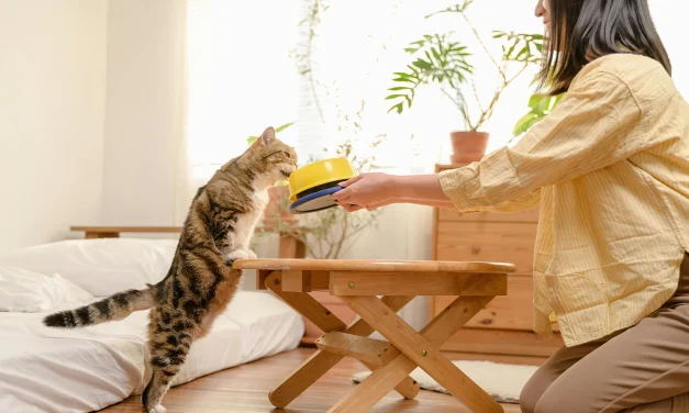 Rahasia Kucing Lebih Patuh Pada Pemiliknya