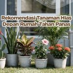 Tanaman Dekoratif Yang Tahan Panas Dan Mudah Di Rawat